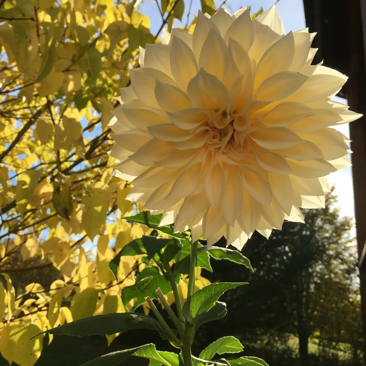 A Cafe Au Lait dahlia bloom in autumn sunlight
