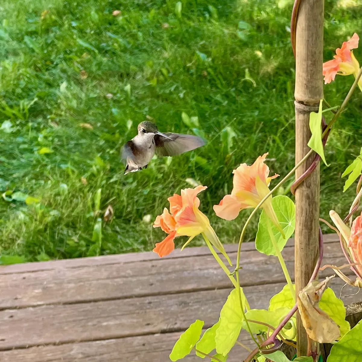 A hummingbird visiting nasturtium flowers