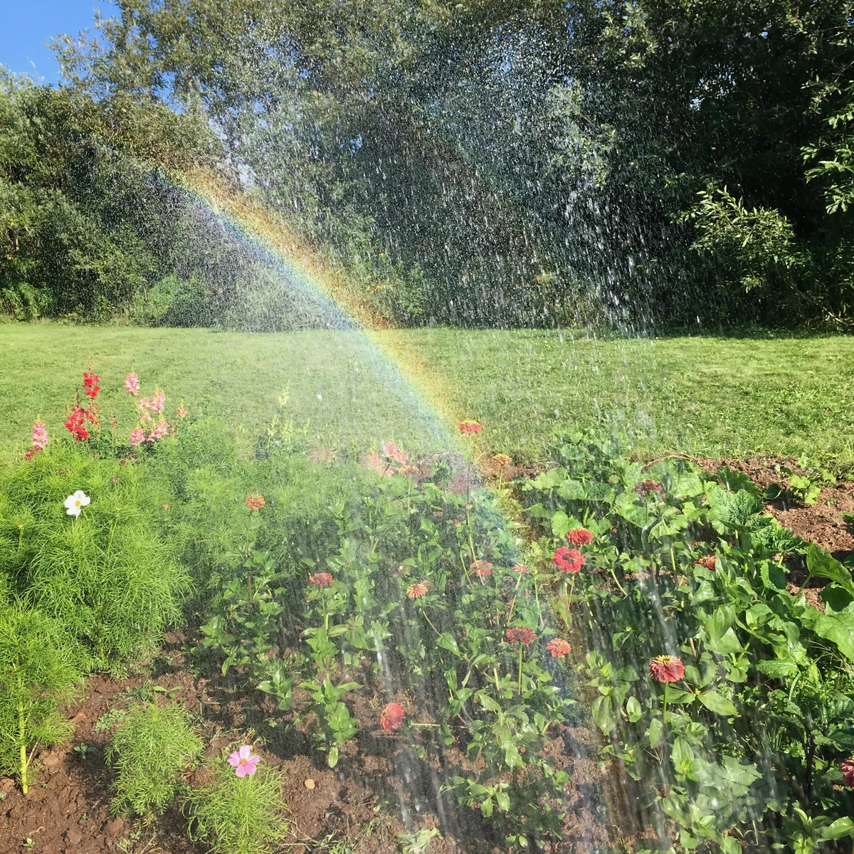 A rainbow over a flower garden being watered by a hose